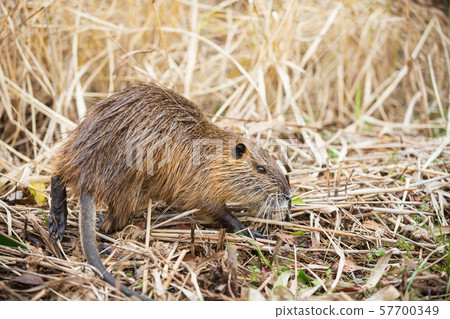 Nutria walking Nutria walking 57700349