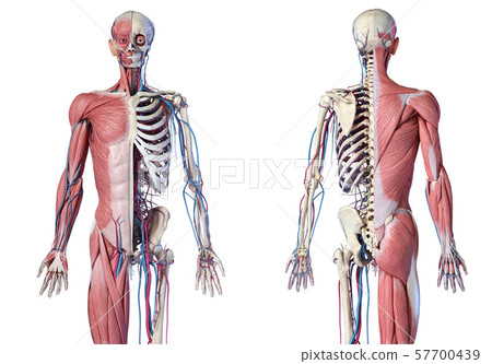 Human 3/4 body skeleton with muscles, veins and arteries. Front and rear views. Human 3/4 body skeleton with muscles, veins and arteries. Front and rear views. 57700439