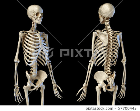 Human Male Skeleton 3 4 Figure Front And Back Stock Illustration 57700442 Pixta