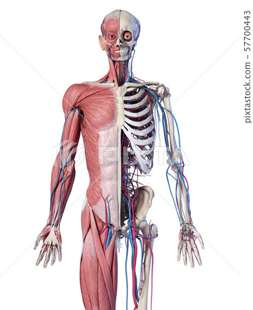 Human 3/4 body skeleton with muscles, veins and arteries. Front view. Human 3/4 body skeleton with muscles, veins and arteries. Front view. 57700443