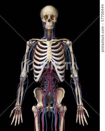 Human Body Anatomy Skeleton With Veins And Stock Illustration
