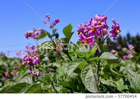 Potato flower Kitamurasaki 57700454