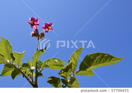 Potato blossom Haruka 57700455