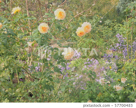 Gentle color flower 57700483