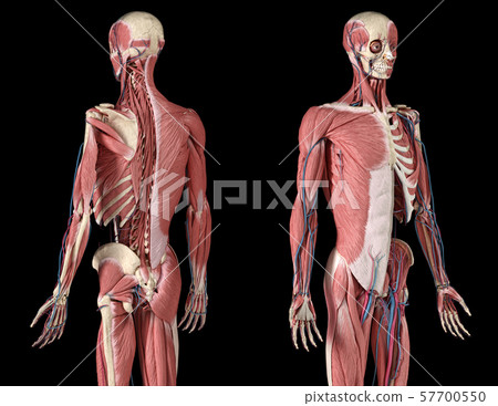 Human 3/4 body skeleton with muscles, veins and arteries. Perspective Front and rear views. 57700550