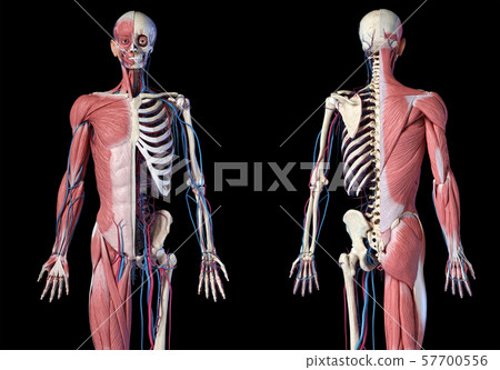 Human 3/4 body skeleton with muscles, veins and arteries. Front and rear views. Human 3/4 body skeleton with muscles, veins and arteries. Front and rear views. 57700556