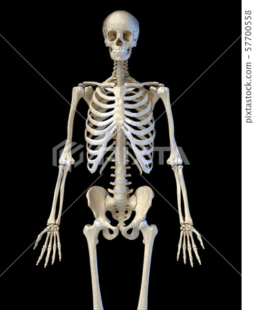 Human anatomy, bone skeleton viewed from the front. 57700558