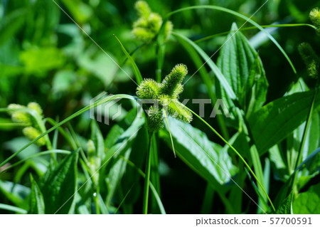 貴婦侃Jourousuge 貴婦侃Jourousuge 57700591