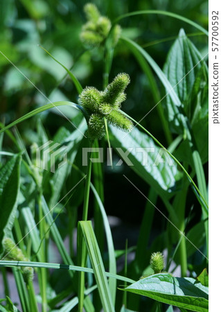 Kamiiso Kamiiso 57700592