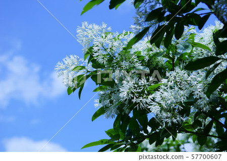 它被稱為單葉Nanja Monja樹。 57700607