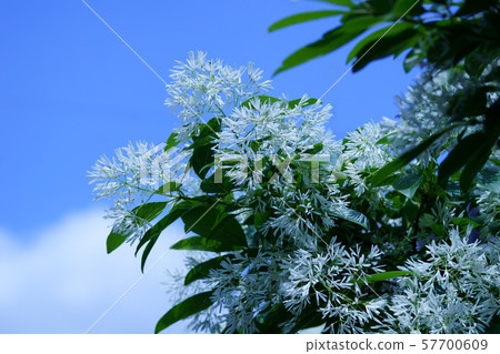 它被稱為單葉Nanja Monja樹。 它被稱為單葉Nanja Monja樹。 57700609