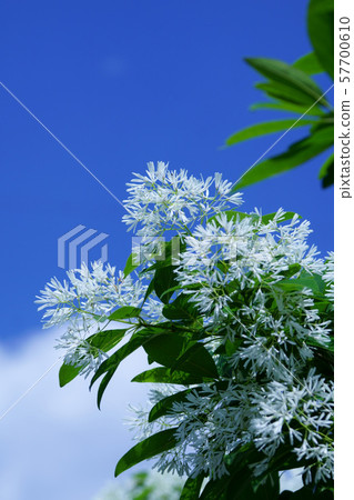 它被稱為單葉Nanja Monja樹。 57700610