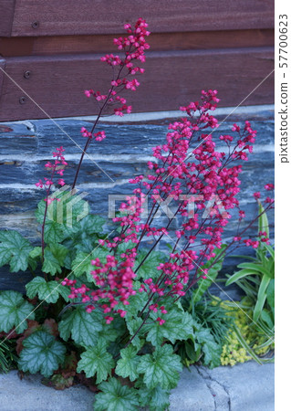 花瓶珊瑚Tsubosango珊瑚是“愛” 57700623