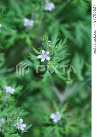 American-style dew is "Aware of me" 57700627