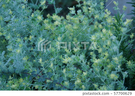 Lotus brimstone buds like flowers Lotus brimstone buds like flowers 57700629