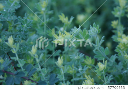 蓮花硫磺芽像花朵一樣 57700633