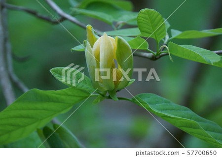 Yellow magnolia yellow lotus lotus flower... - Stock Photo [57700650] -  PIXTA