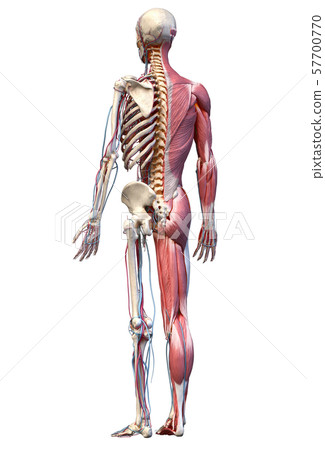 Human full body skeleton with muscles, veins and arteries. 3d Illustration 57700770