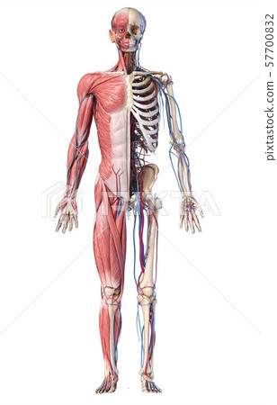 3d Illustration of Human full body skeleton with muscles, veins and arteries. 3d Illustration of Human full body skeleton with muscles, veins and arteries. 57700832