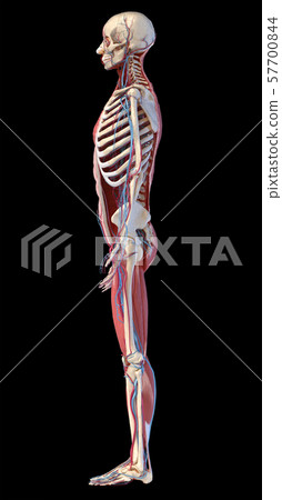 Human full body skeleton with muscles, veins and arteries. 3d Illustration 57700844
