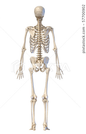 Human skeleton, full figure standing, rear view. Human skeleton, full figure standing, rear view. 57700902