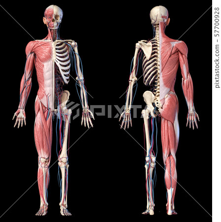 3d Illustration of Human full body skeleton with muscles, veins and arteries. 3d Illustration of Human full body skeleton with muscles, veins and arteries. 57700928