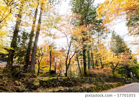 Autumn leaves near Nikko Toshogu Shrine (Nikko, Tochigi Prefecture) 57701055