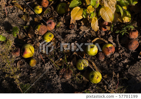 Fallen rotten apples on ground. Autumn background. 57701199