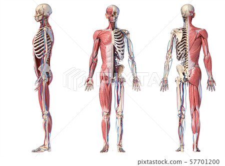 3d Illustration of Human full body skeleton with muscles, veins and arteries. 57701200