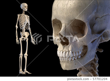 Human skull close up and full skeleton. Human skull close up and full skeleton. 57701204