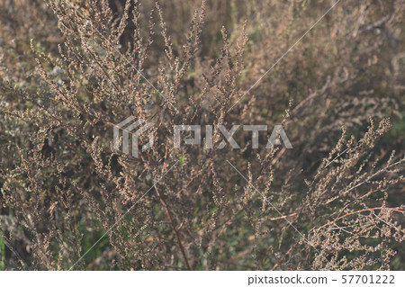 Dry grass background. Nature, ecology and harvest concept. Field flowers in sunset sunlight. Dry grass background. Nature, ecology and harvest concept. Field flowers in sunset sunlight. 57701222