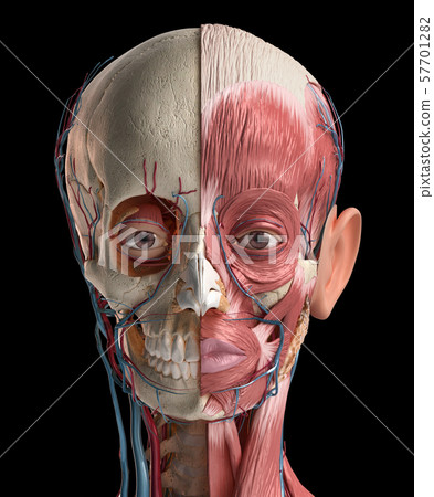Human head with skull, facial muscles, eyes and blood vessels. 57701282