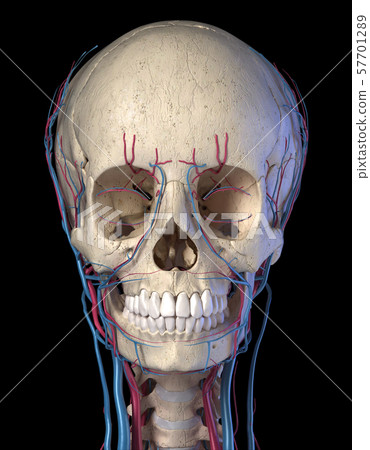 Human skull with veins and arteries. Front view. Human skull with veins and arteries. Front view. 57701289