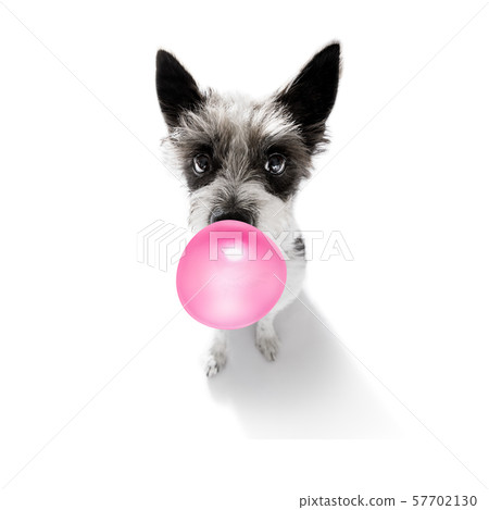 dog chewing bubble gum 57702130