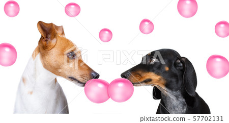 couple of dogs in love, chewing bubble gum couple of dogs in love, chewing bubble gum 57702131
