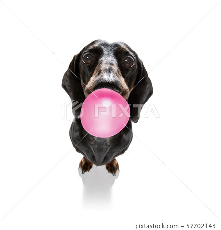 Dog Chewing Bubble Gum Stock Photo 57702143 Pixta