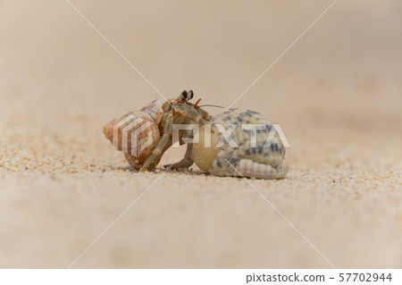 Hermit crab playing on the sandy beach 57702944