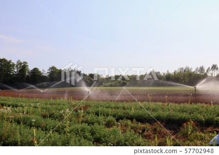 Spraying agricultural water with a sprinkler Spraying agricultural water with a sprinkler 57702948