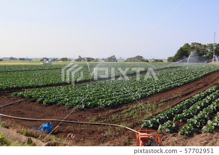 Spraying agricultural water with a sprinkler Spraying agricultural water with a sprinkler 57702951