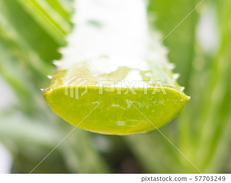 Gel leaking from the Aloe Vera star cactus leaf. Isolated on a white background Gel leaking from the Aloe Vera star cactus leaf. Isolated on a white background 57703249