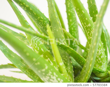 aloe vera star cactus Isolated on a white background 57703384