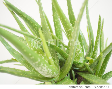 aloe vera star cactus Isolated on a white background aloe vera star cactus Isolated on a white background 57703385