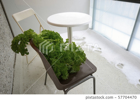kale on a chair on the balcony kale on a chair on the balcony 57704470