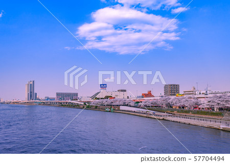 Cherry blossom trees and Sumida River evening view Cherry blossom trees and Sumida River evening view 57704494