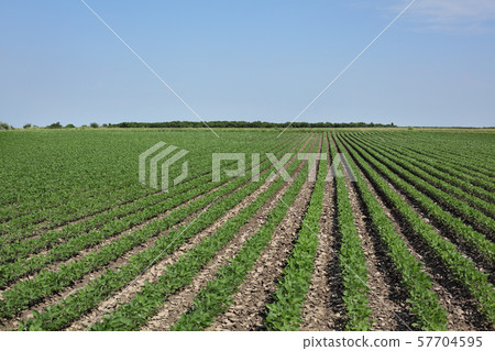 Agriculture, soybean plants in field 57704595