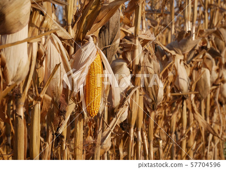 Corn crop ready for harvest 57704596