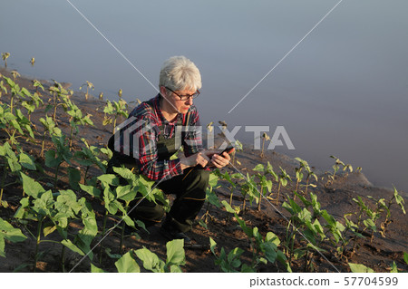 Agricultural scene, farmer in sunflower field Agricultural scene, farmer in sunflower field 57704599