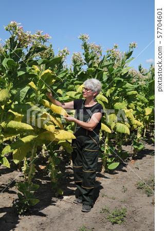 Farmer in tobacco field 57704601