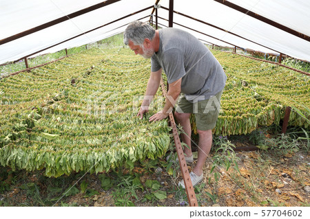 Farmer and raditional tobacco drying in tent Farmer and raditional tobacco drying in tent 57704602