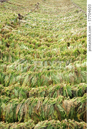 Traditional tobacco drying in tent Traditional tobacco drying in tent 57704603